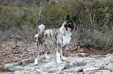 AKITA AMERICAIN 357